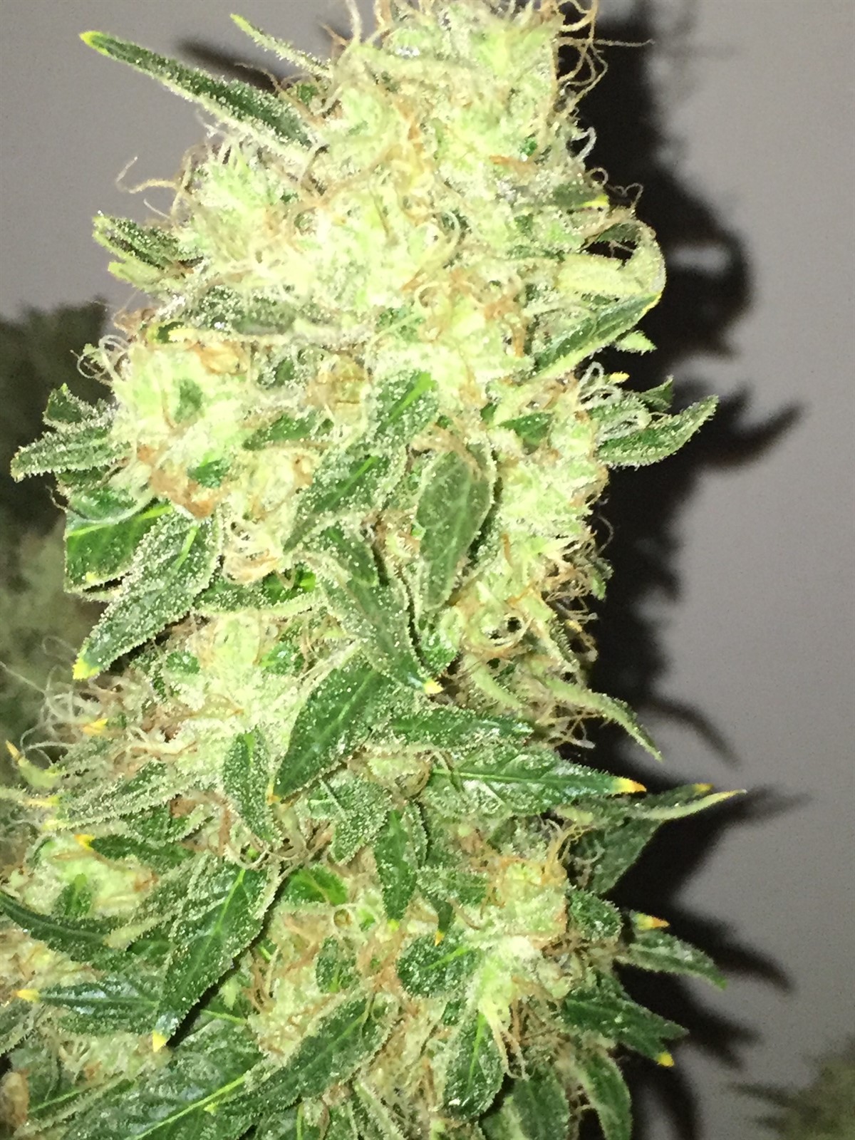 King Weedy Cannabis Collective • Pictures